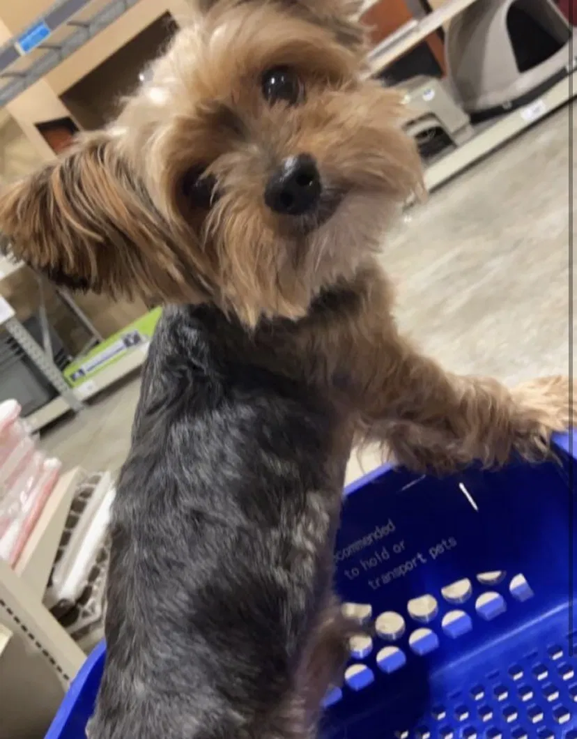 Lost dog in Longwood, FL, 32750
