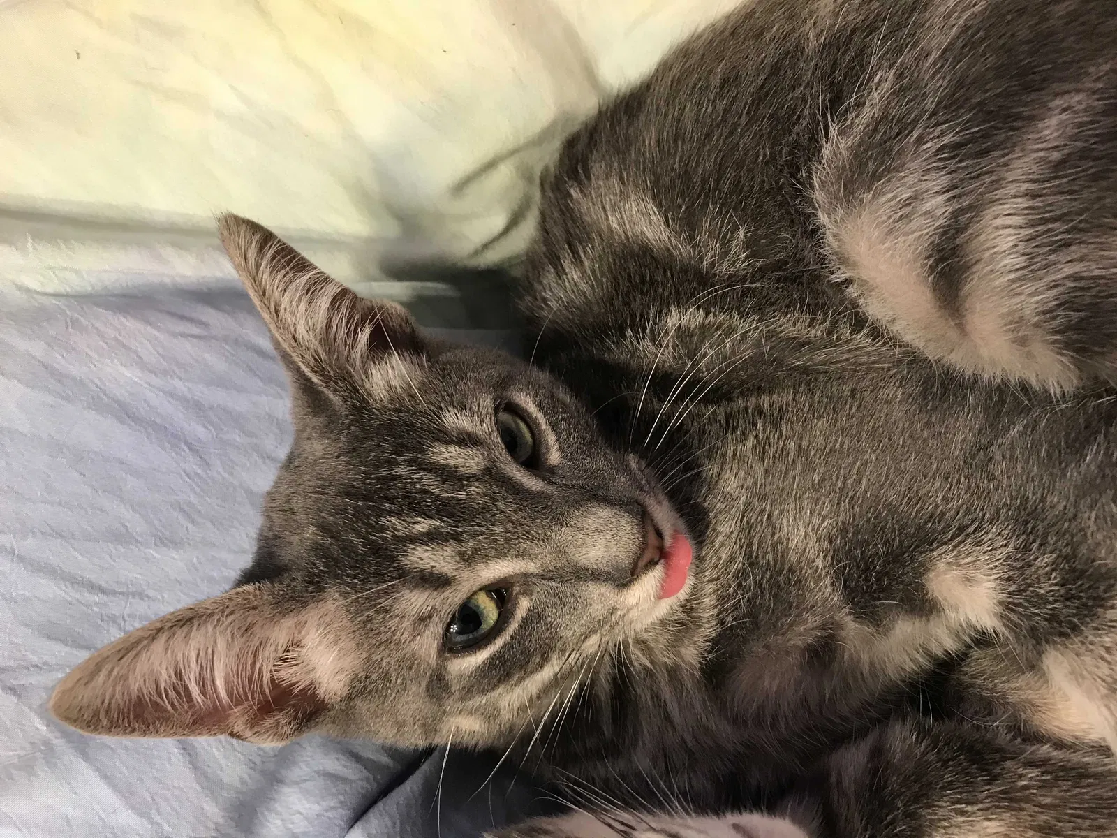 Lost cat in Metairie, LA, 70005