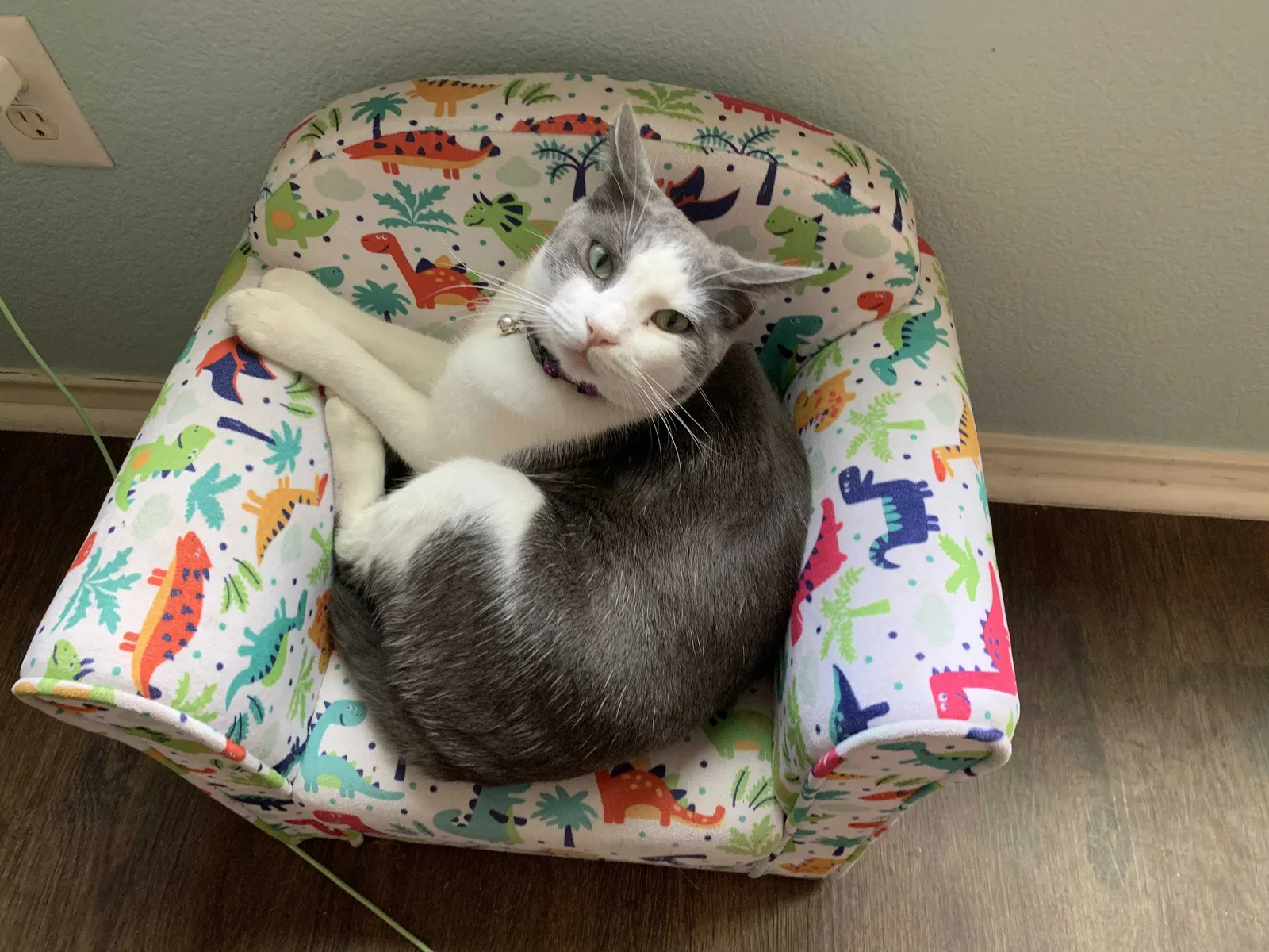 Lost cat in Carthage, TX, 75633
