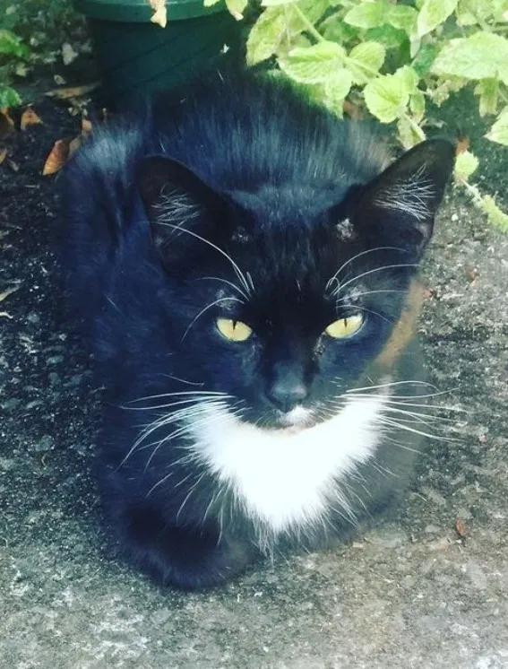 Lost cat in Portland, OR, 97233