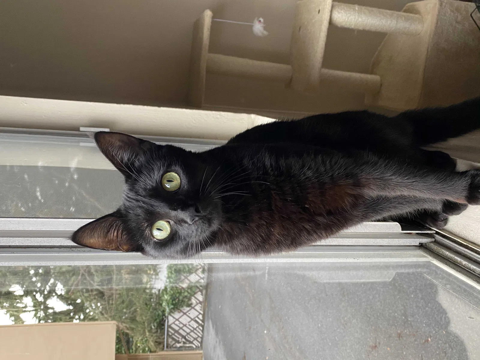 Lost cat in Monterey, CA, 93940