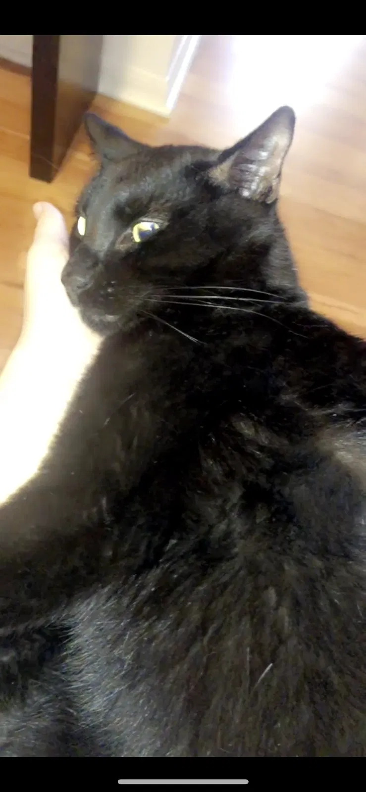 Lost cat in Fort Lauderdale, FL, 33331