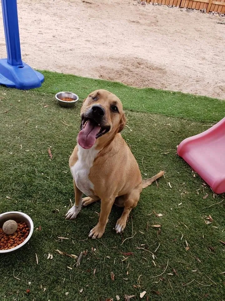 Lost dog in Tucson, AZ, 85741