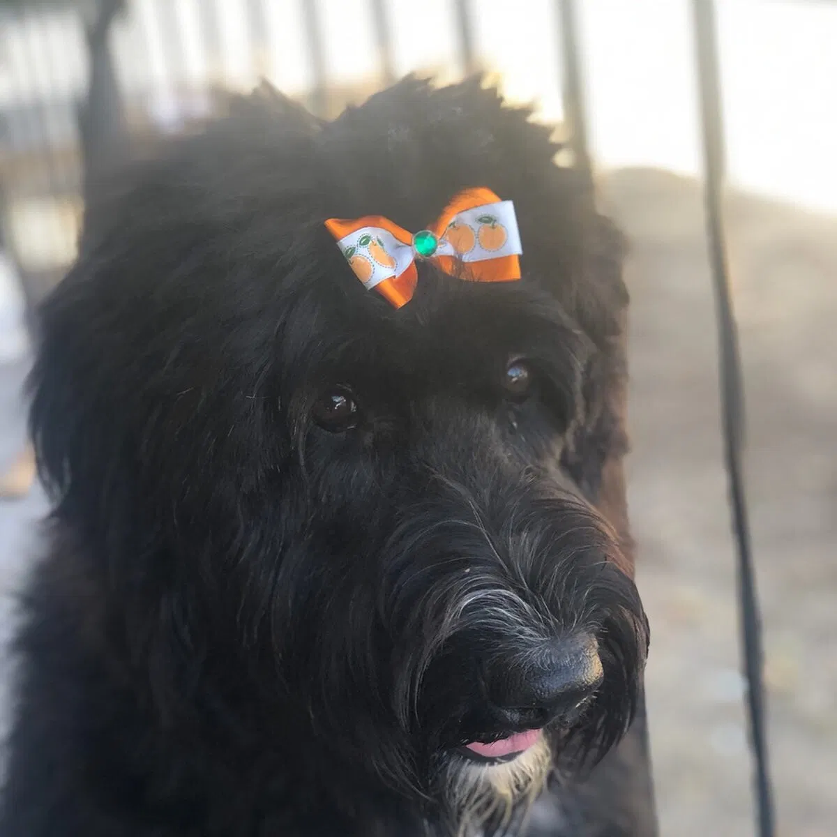 Lost dog in Provo, UT, 84601