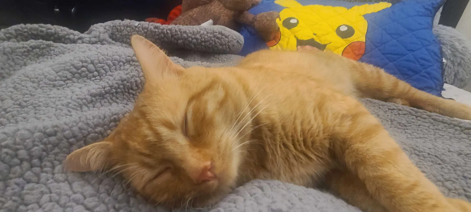 Lost cat in Fort Collins, CO, 80525