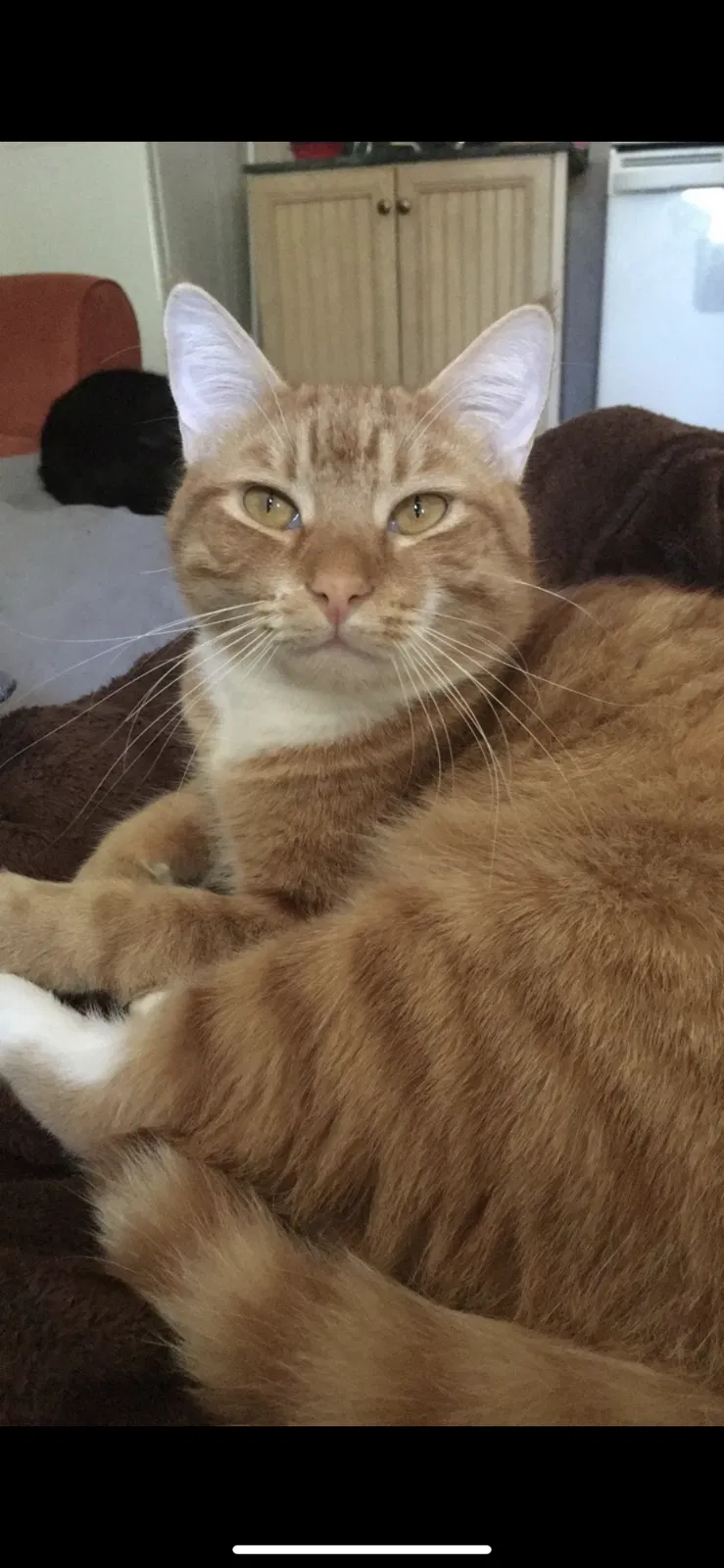 Lost cat in Deltona, FL, 32738