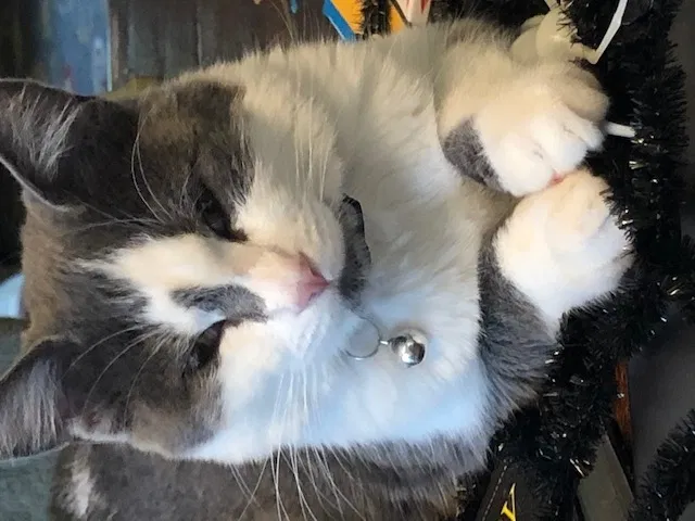 Lost cat in Portland, OR, 97217