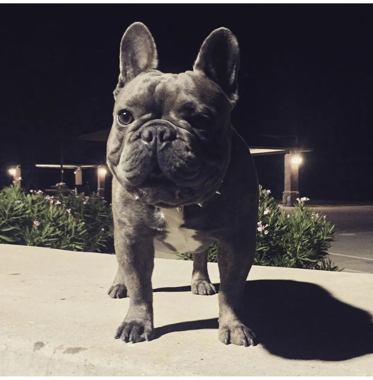 Lost dog in Mesa, AZ, 85204