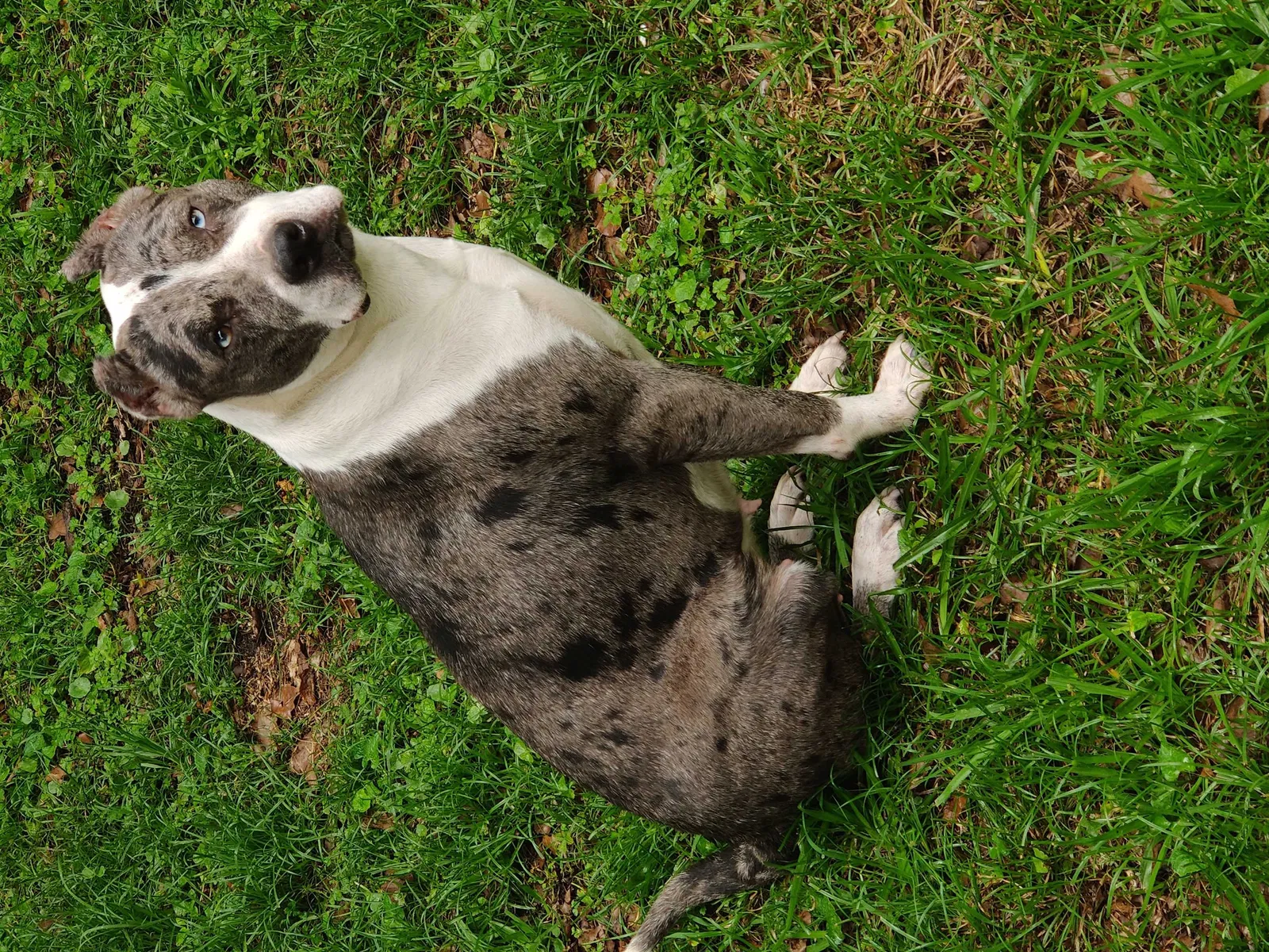 Lost dog in Mobile, AL, 36607