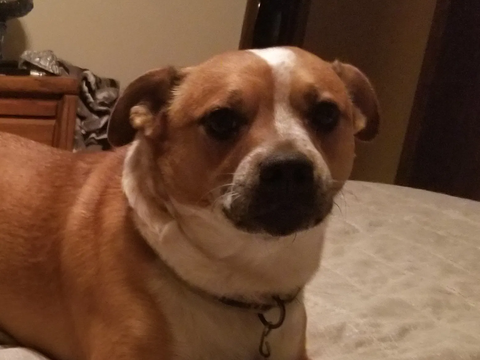 Lost dog in Shady Cove, OR, 97539