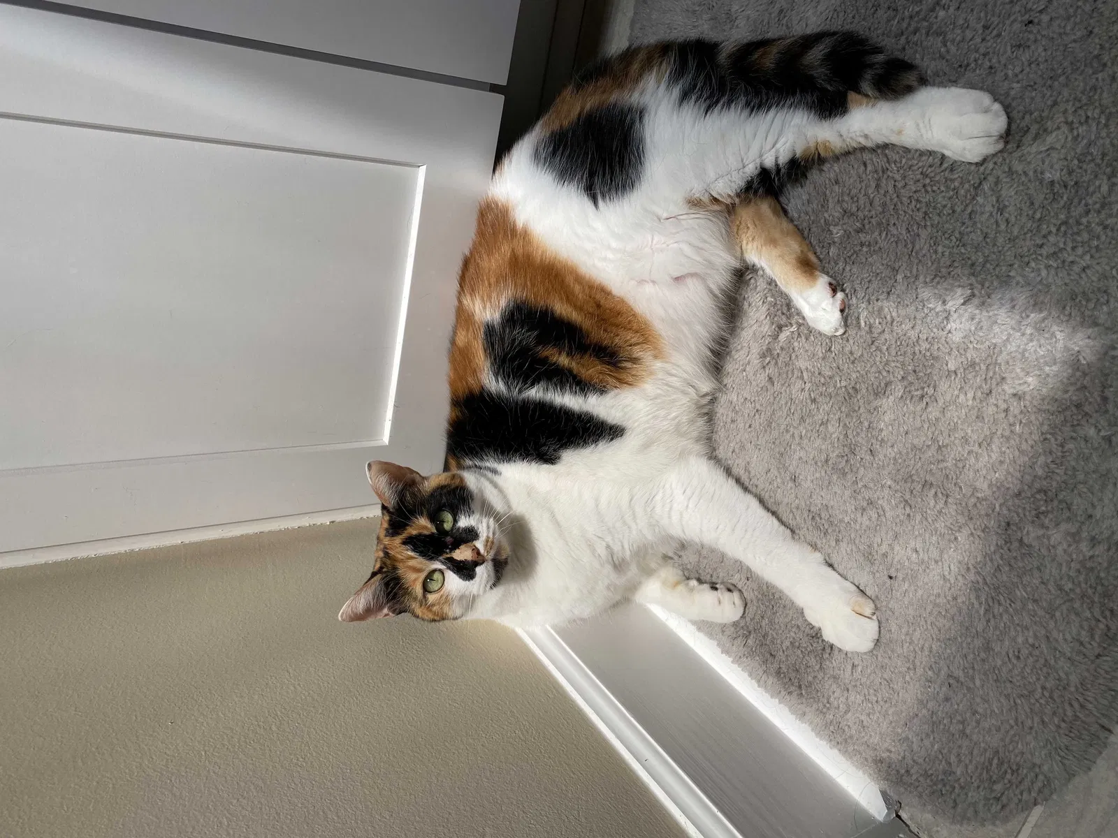 Lost cat in Charlotte, NC, 28208