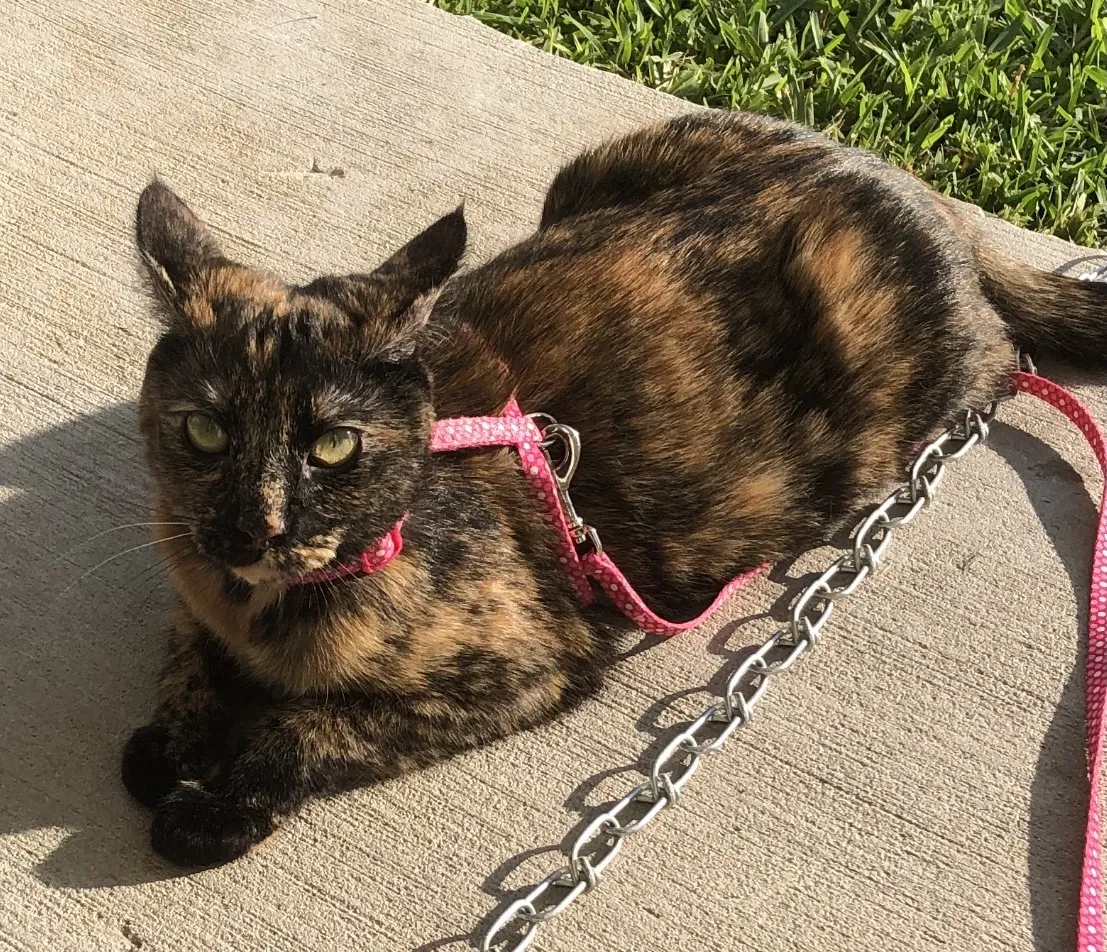 Lost cat in Saint Augustine, FL, 32084