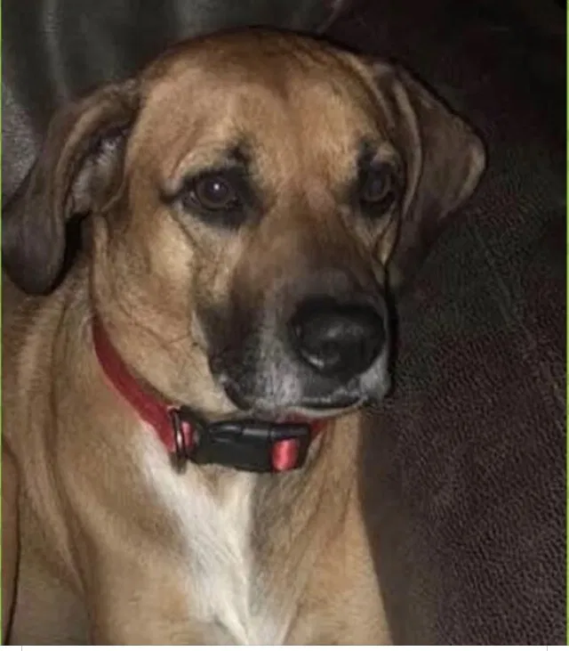 Lost dog in Fulton, AR, 71838