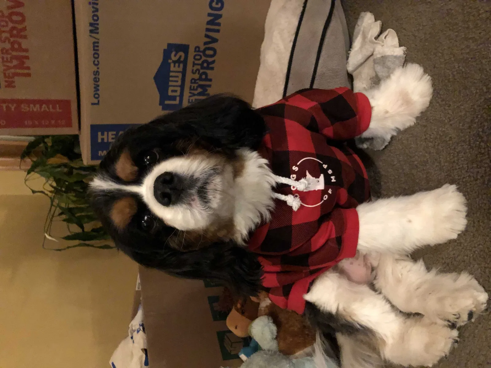 Lost dog in Tucson, AZ, 85710