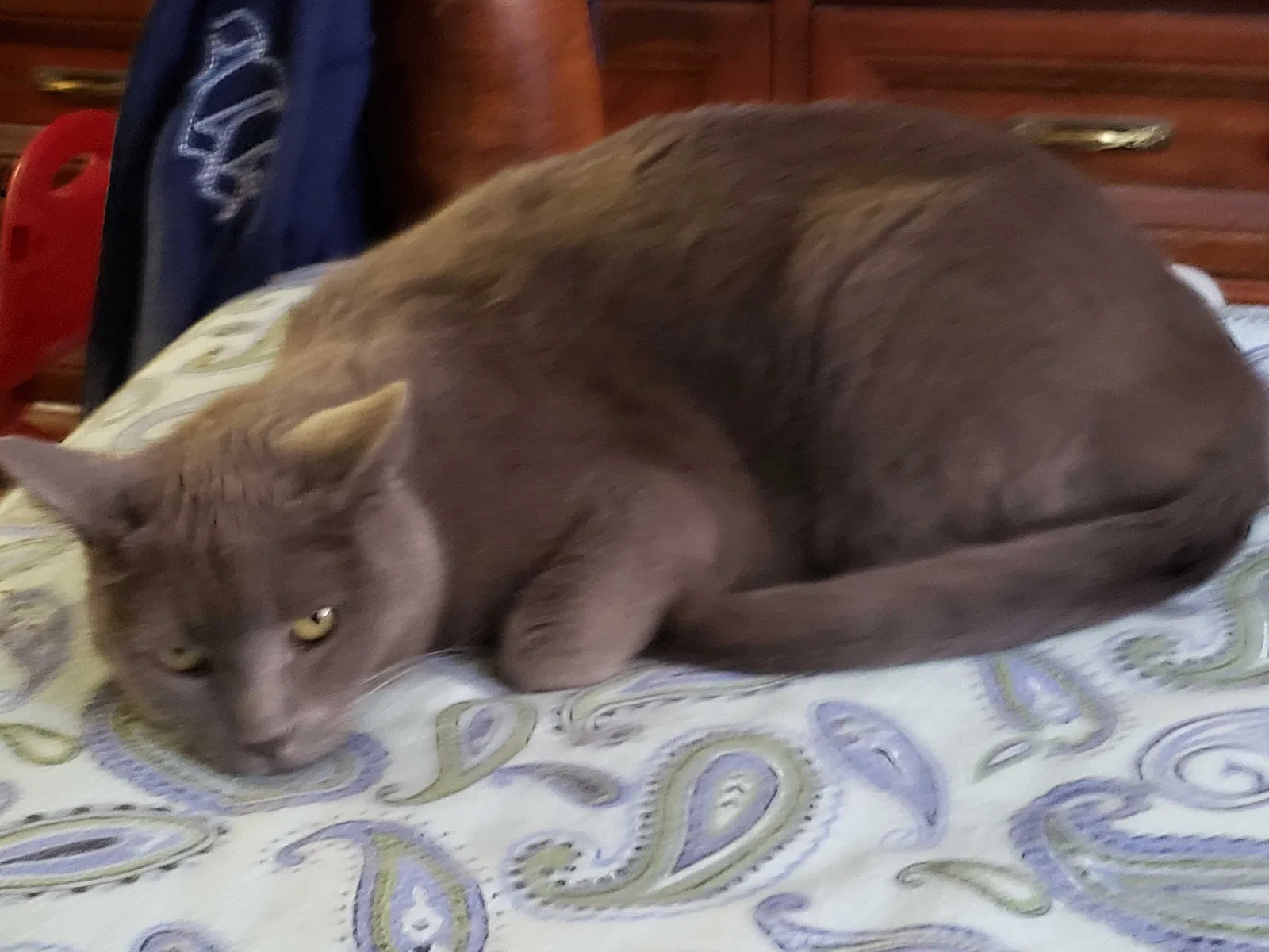 Lost cat in Phoenix, AZ, 85044