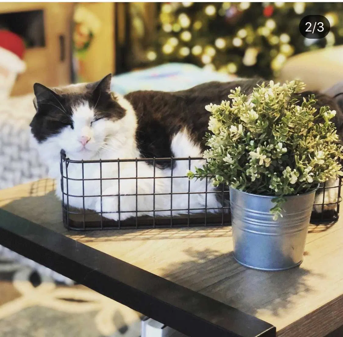 Lost cat in Beverly Hills, FL, 34465