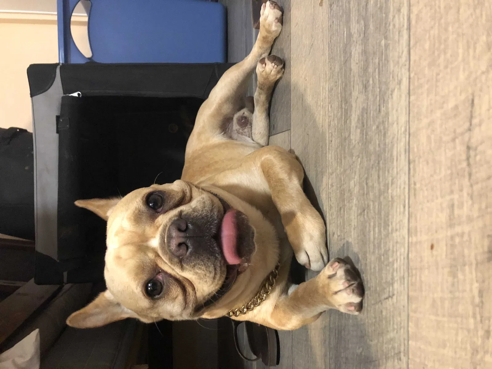 Lost dog in La Mesa, CA, 91941