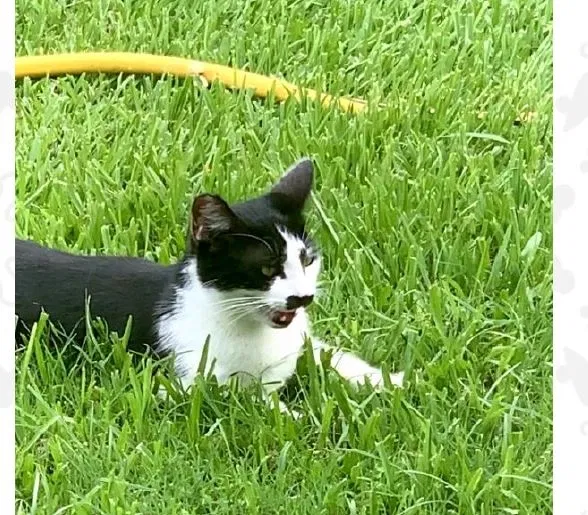 Lost cat in Belle Chasse, LA, 70037