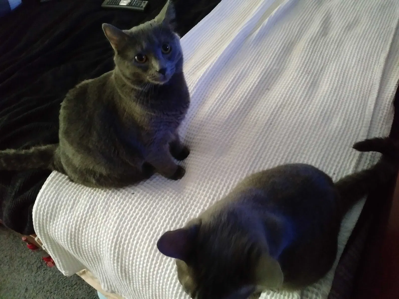 Lost cat in North Fort Myers, FL, 33917