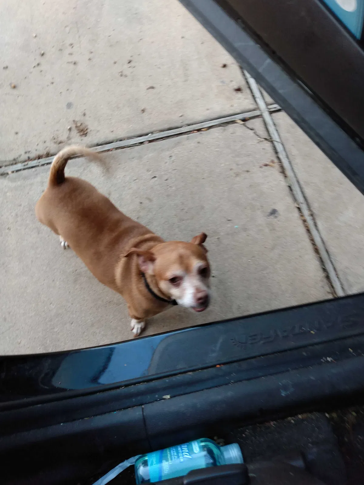 Lost dog in Pasadena, TX, 77502