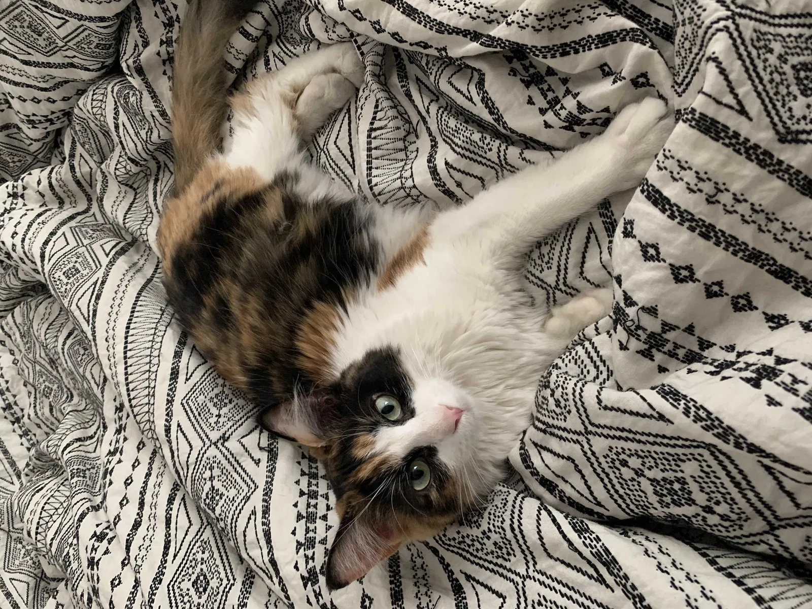 Lost cat in El Paso, TX, 79904