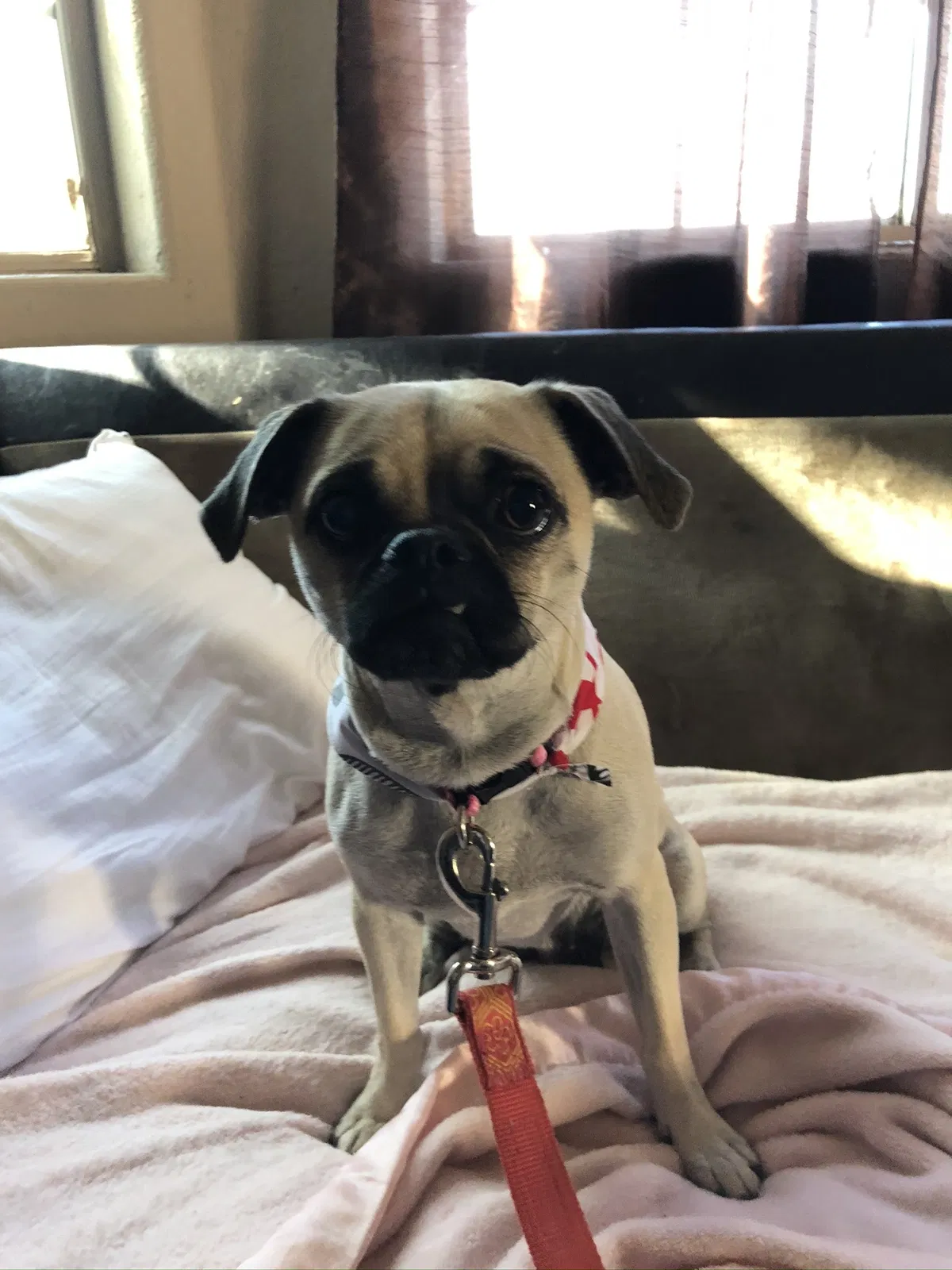 Lost dog in Somerton, AZ, 85350