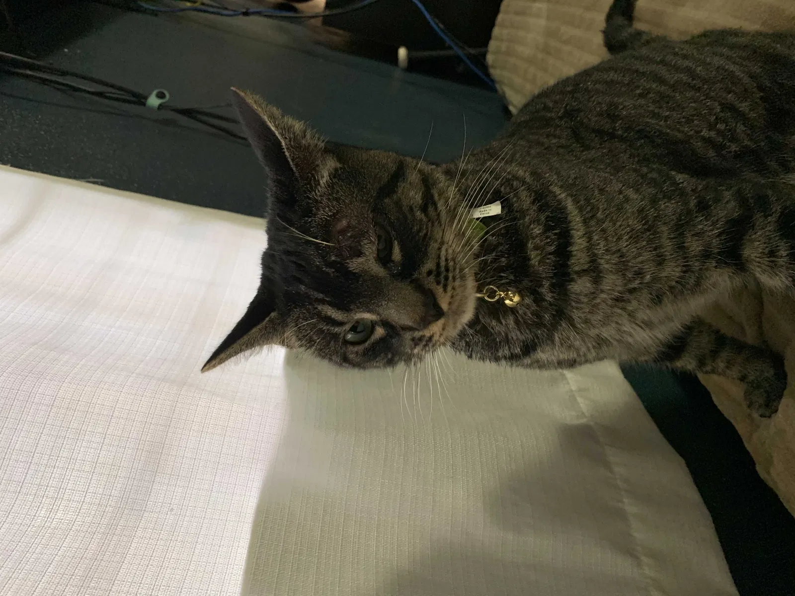 Lost cat in Long Beach, CA, 90813