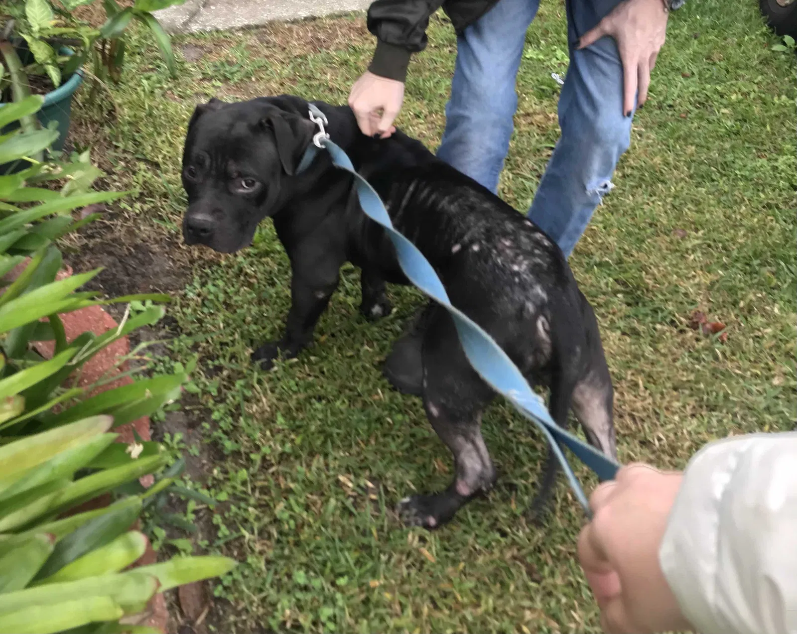 Found dog in Orlando, FL, 32817