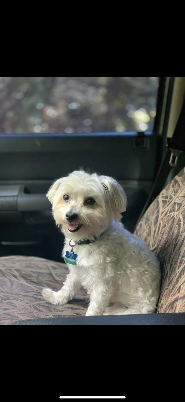 Lost dog in Lugoff, SC, 29078