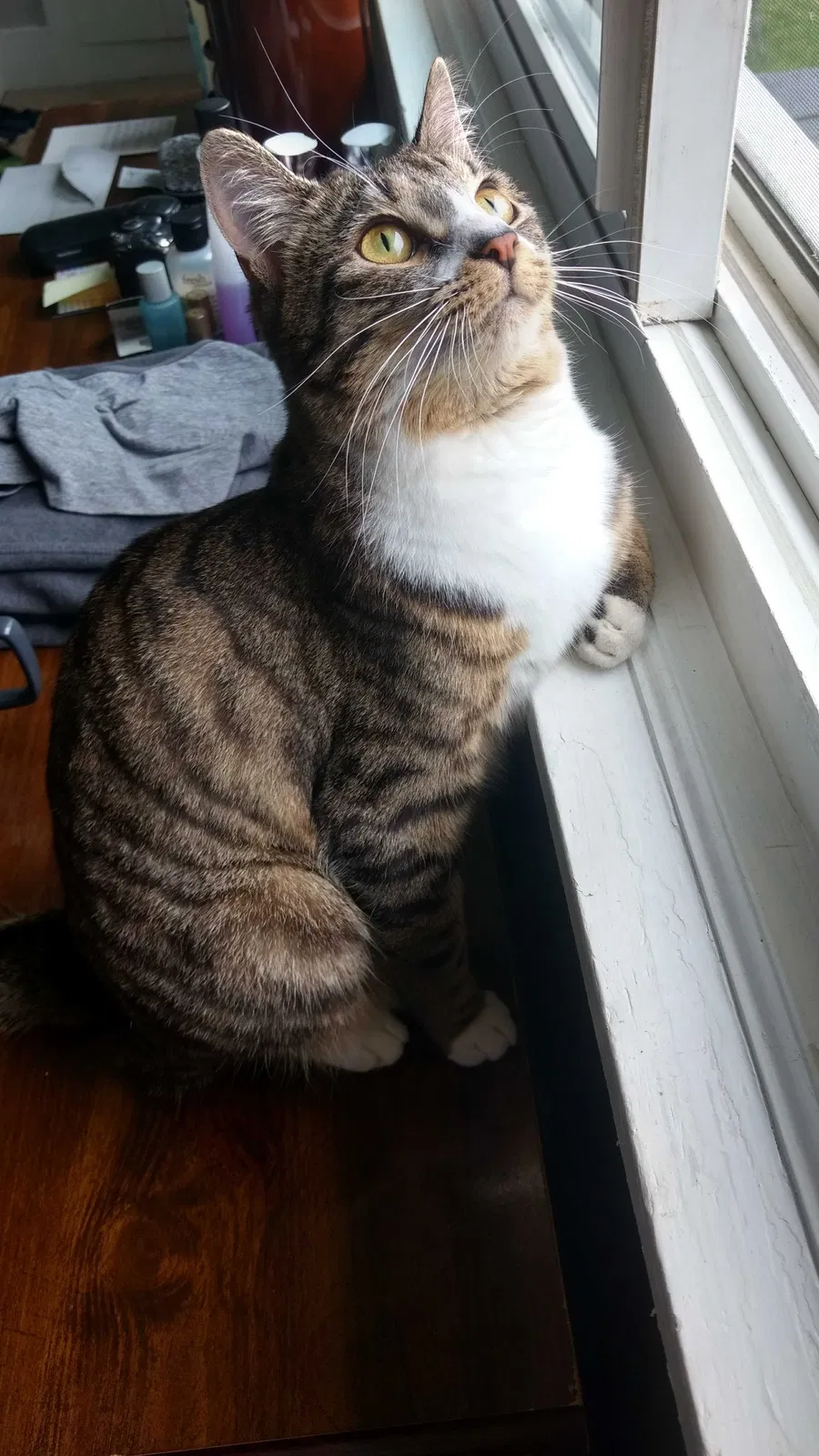 Lost cat in Pine City, NY, 14871