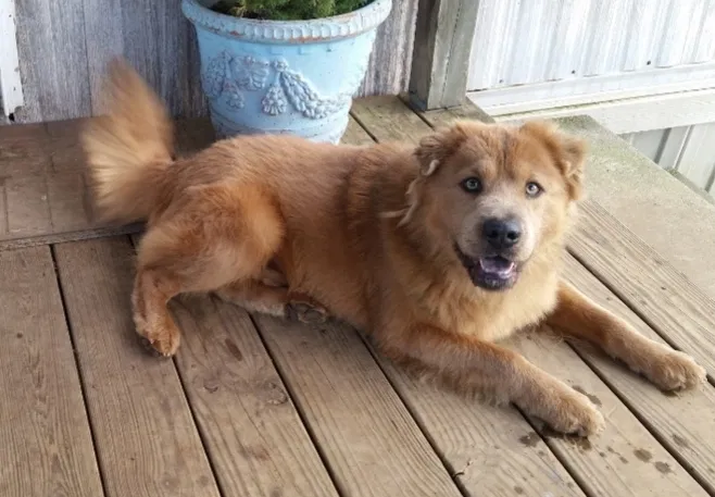 Lost dog in Collinsville, AL, 35961
