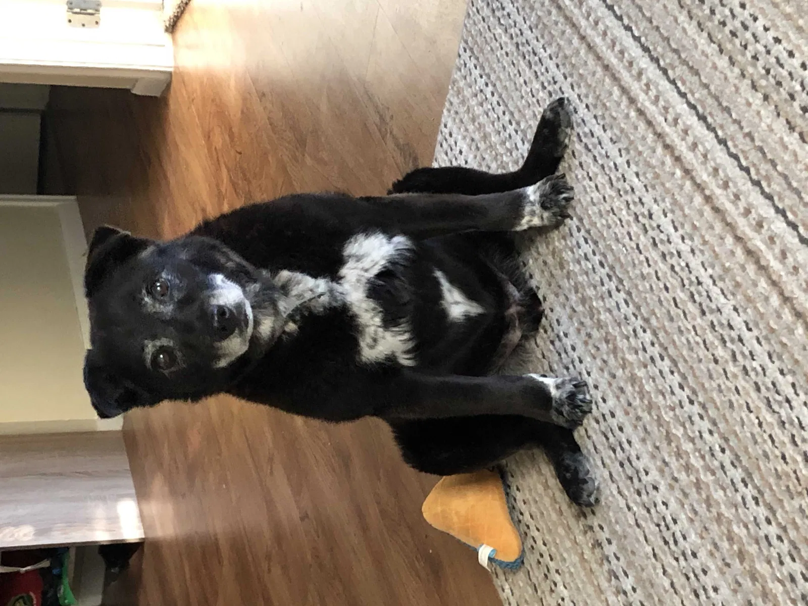 Lost dog in El Paso, TX, 79936