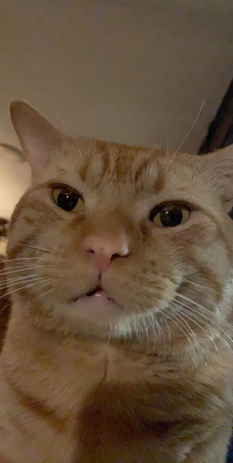Lost cat in Little Falls, NJ, 7424