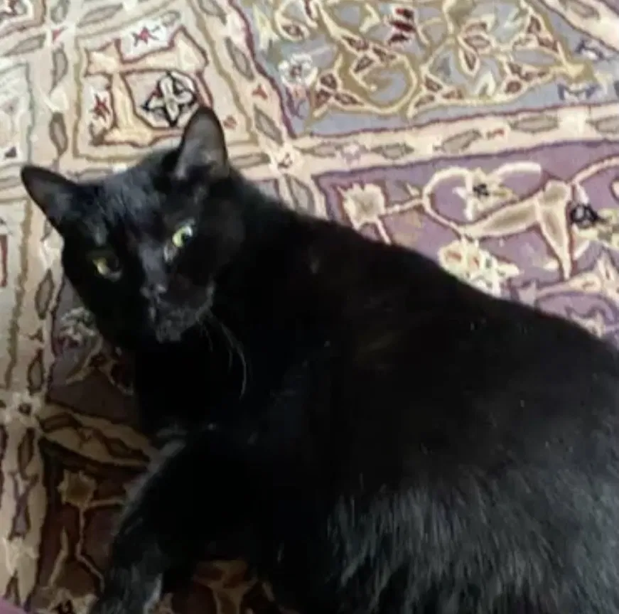 Lost cat in Huntington Station, NY, 11746