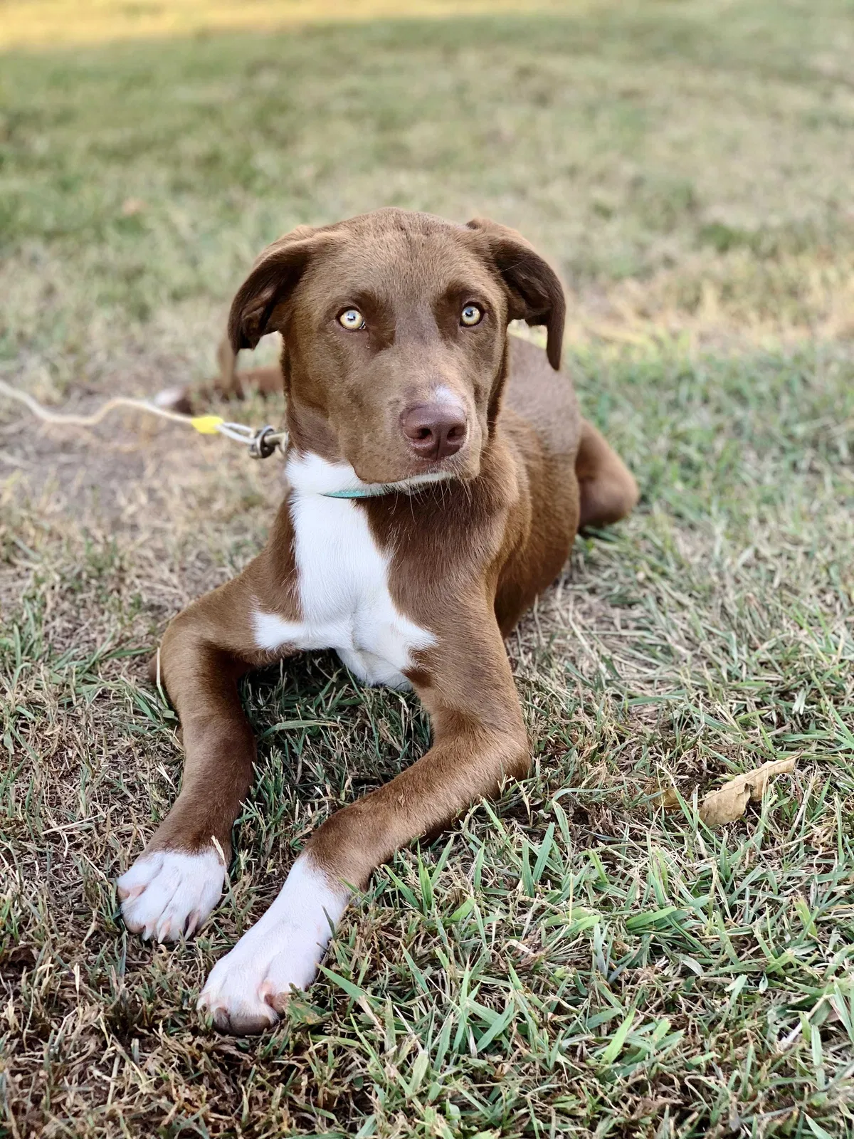 Lost dog in Humnoke, AR, 72072