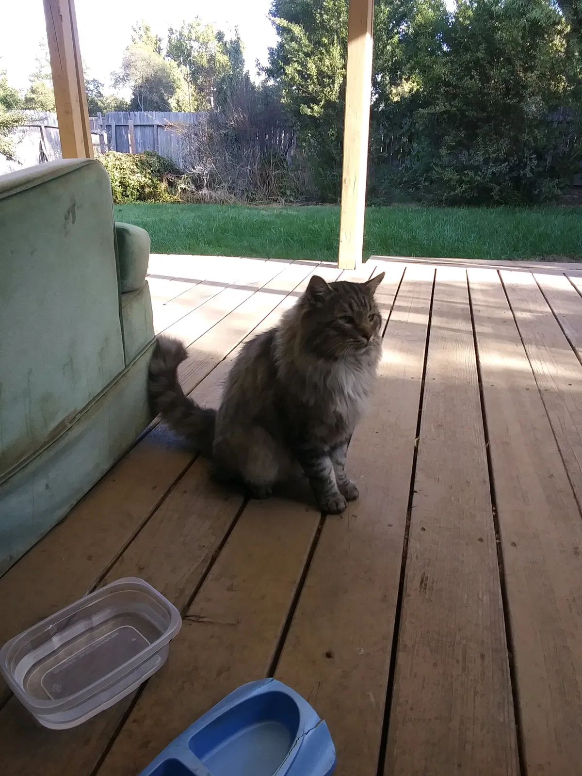Lost cat in Chico, CA, 95926