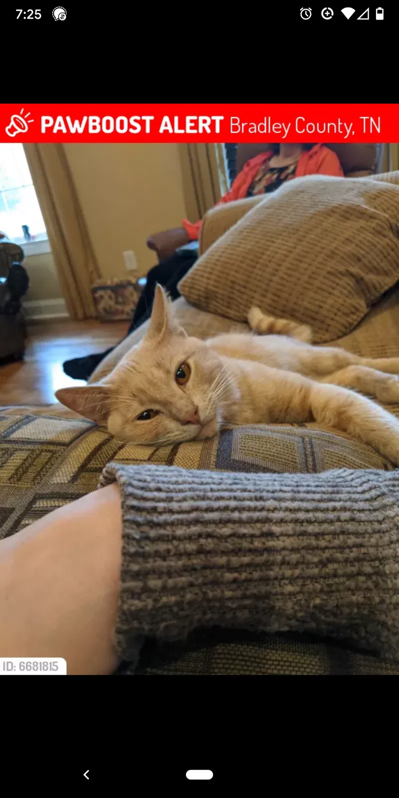 Lost cat in Charleston, TN, 37310