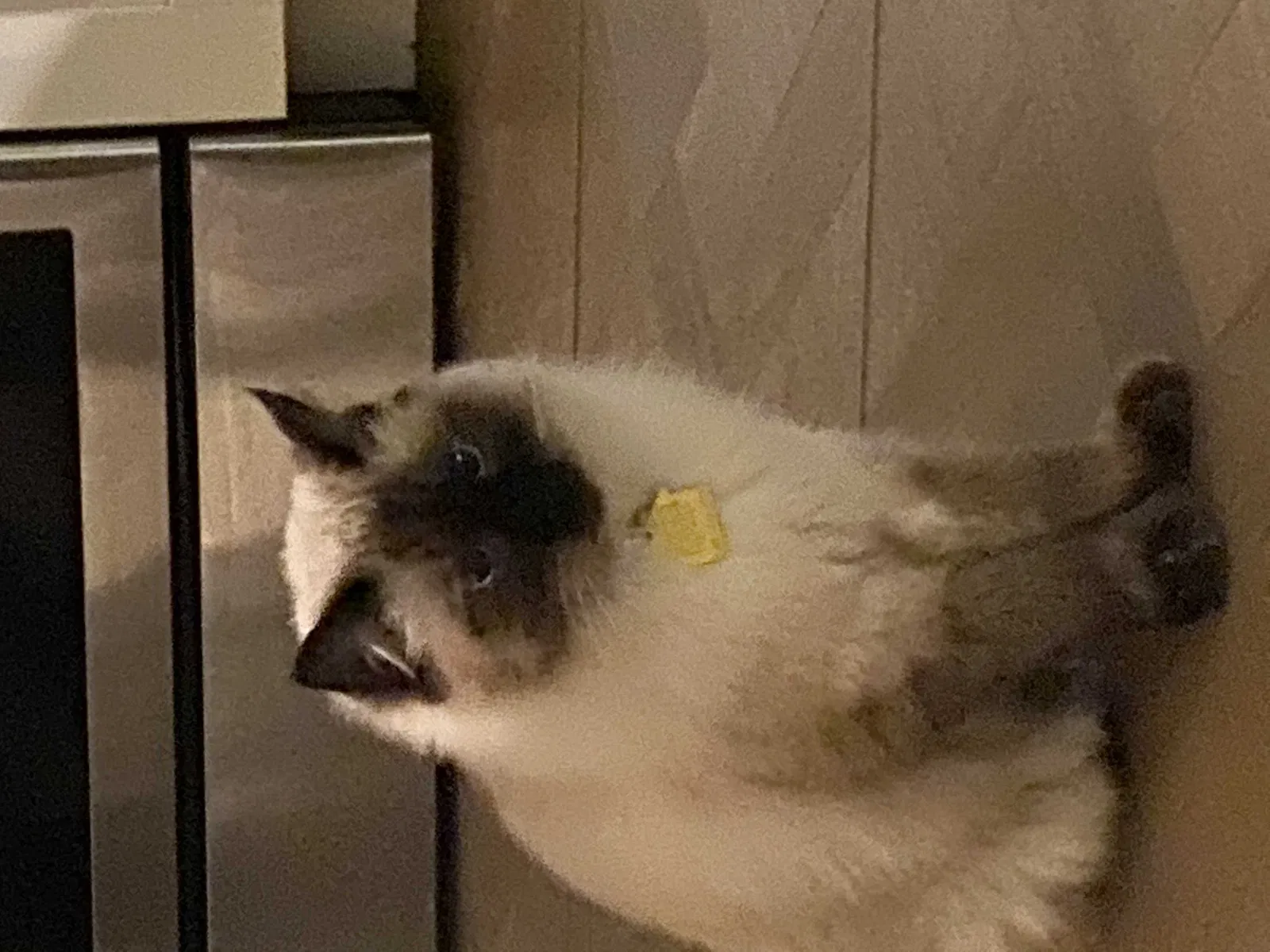 Lost cat in San Diego, CA, 92117