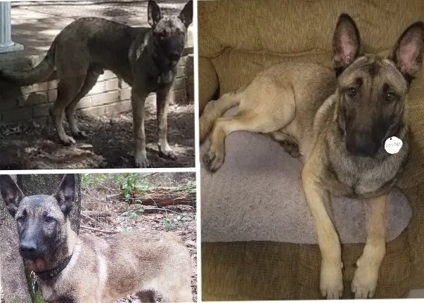 Lost dog in Chunchula, AL, 36521