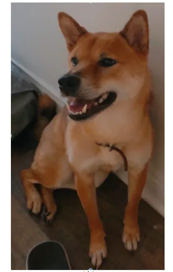 Lost dog in Marshall, IN, 47859
