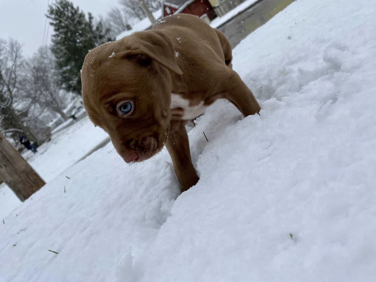 Lost dog in Columbus, OH, 43206