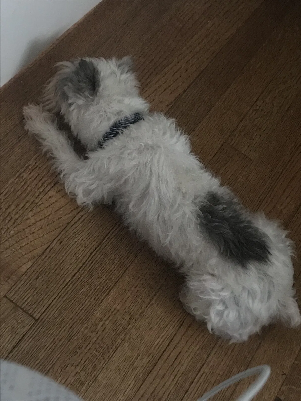 Lost dog in Franklin, LA, 70538