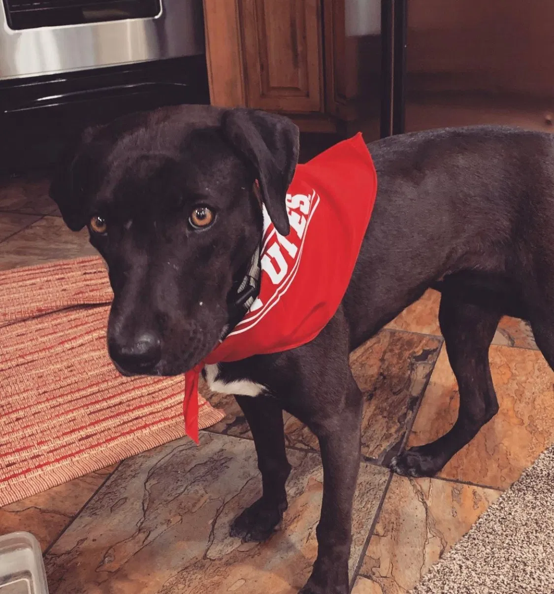 Lost dog in Bountiful, UT, 84010