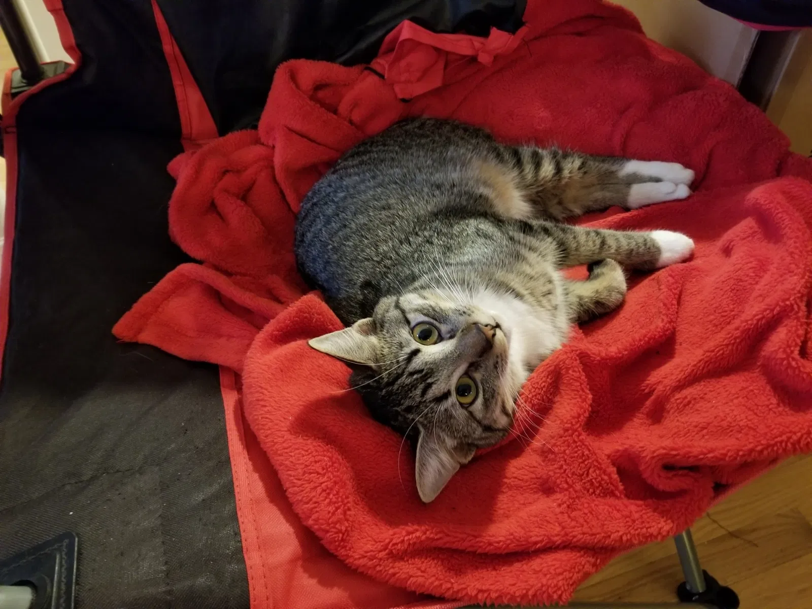 Lost cat in Osseo, MN, 55369