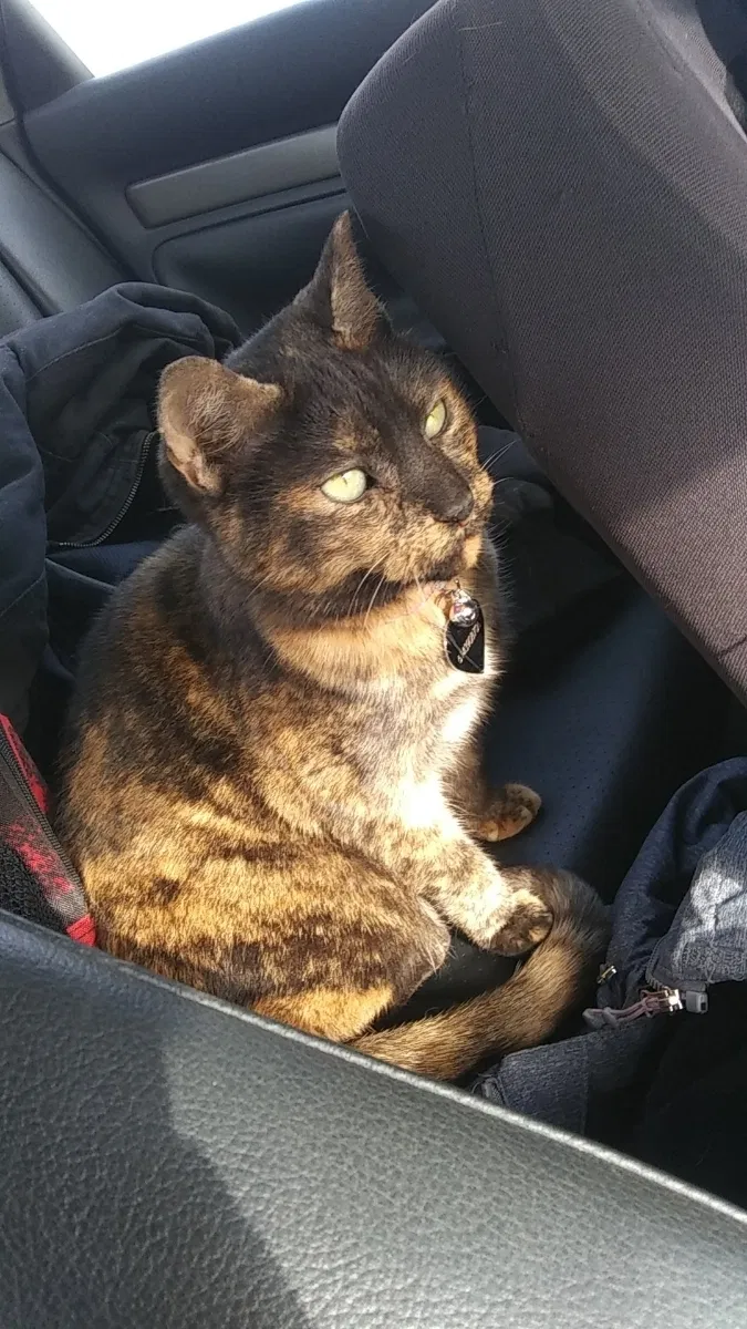 Lost cat in Hilliard, OH, 43026