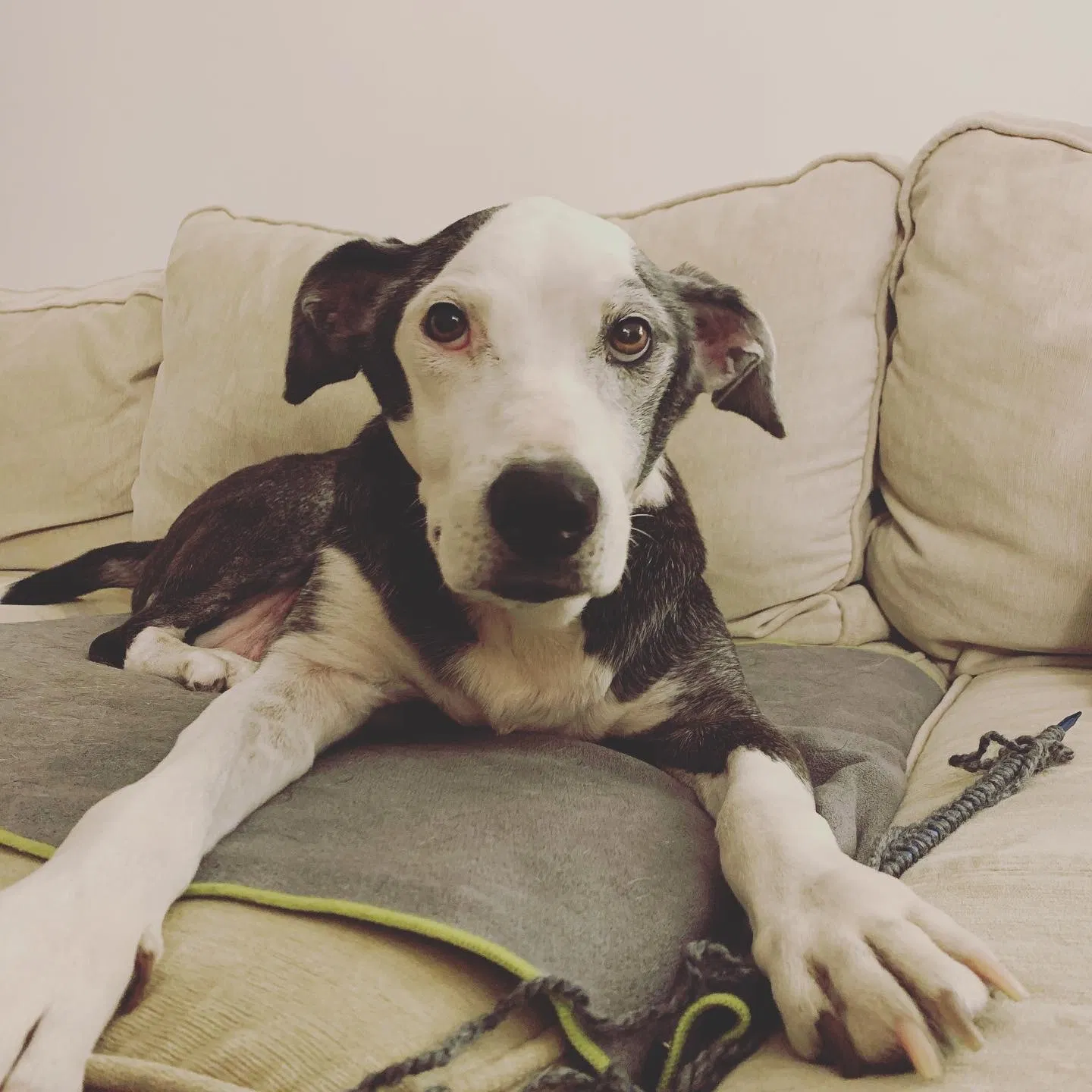 Lost dog in Los Angeles, CA, 90019