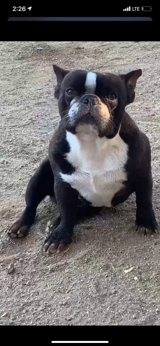 Lost dog in Homeland, CA, 92548