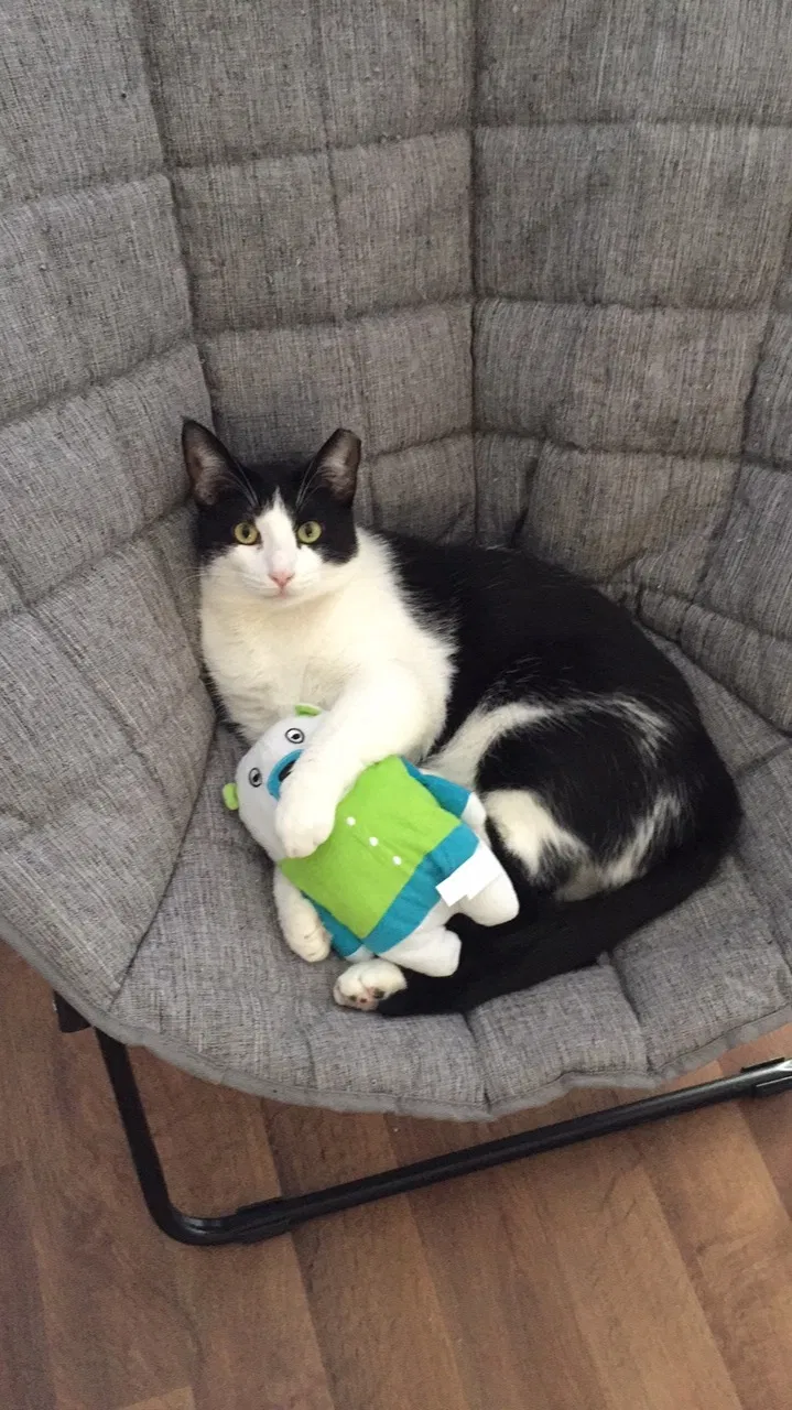Lost cat in Katy, TX, 77450