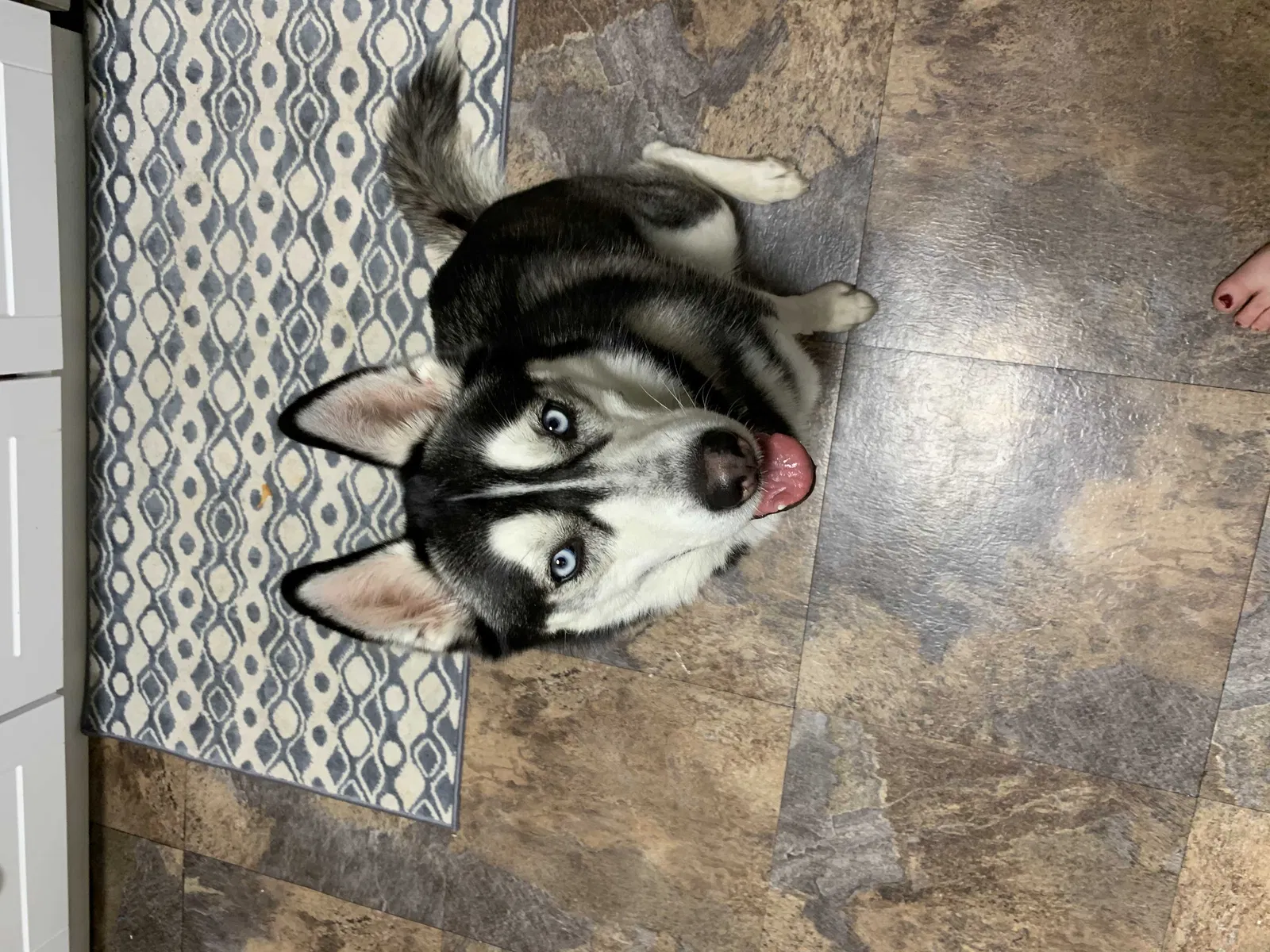 Lost dog in Columbus, OH, 43204