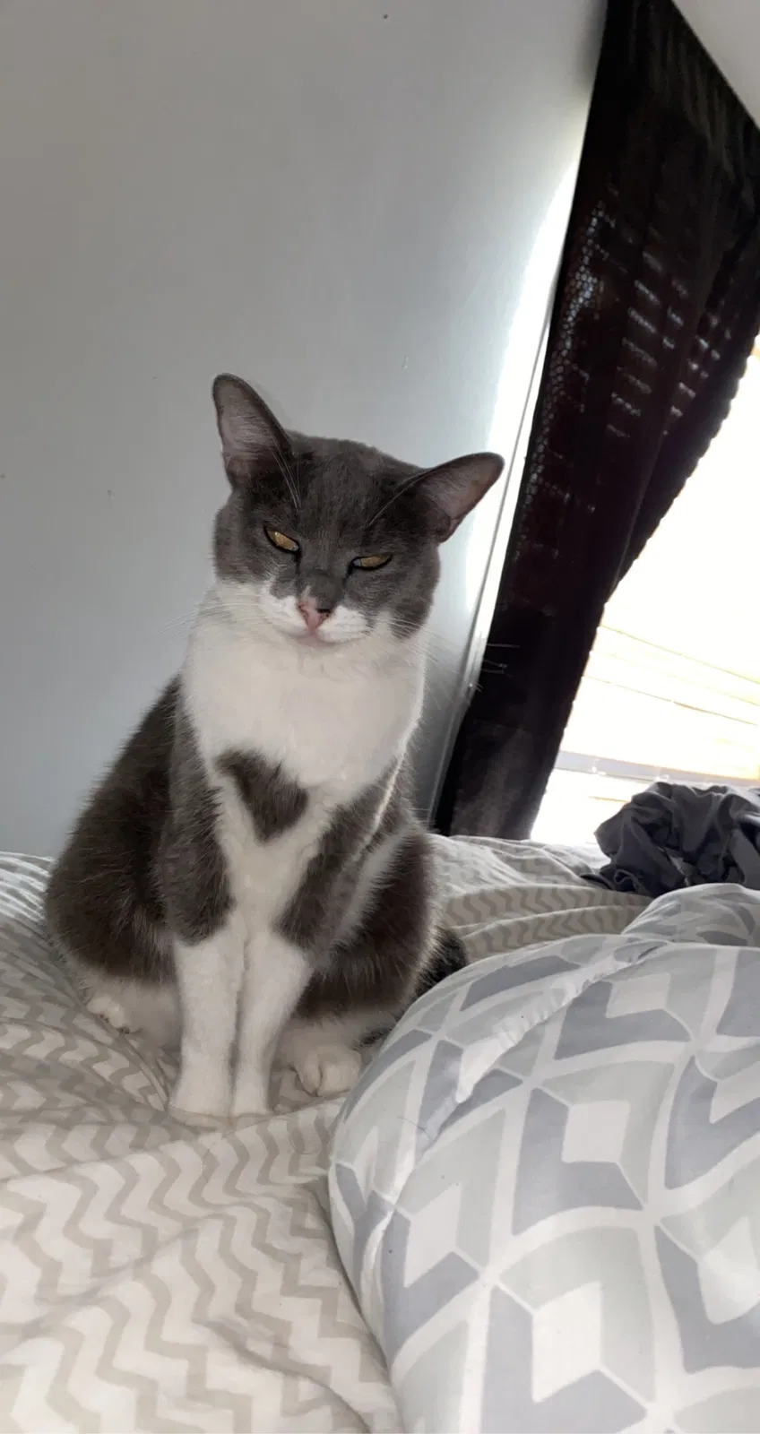 Lost cat in Grand Prairie, TX, 75050